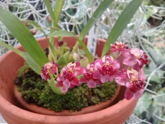 5 tipo de orquidea vermelha oncidium Garden Explorer