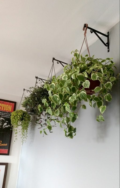 50 plantas em suportes na parede Pinterest