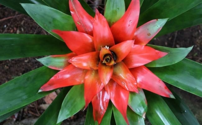 6 flor do Brasil Pinterest