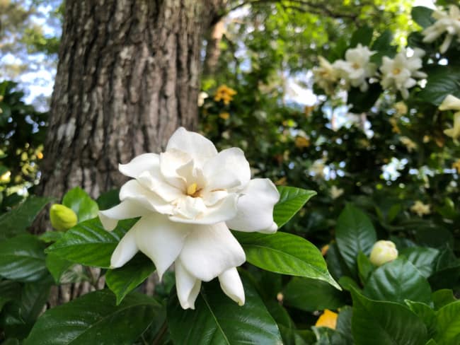 6 jardim com gardenia Blooming Backyard