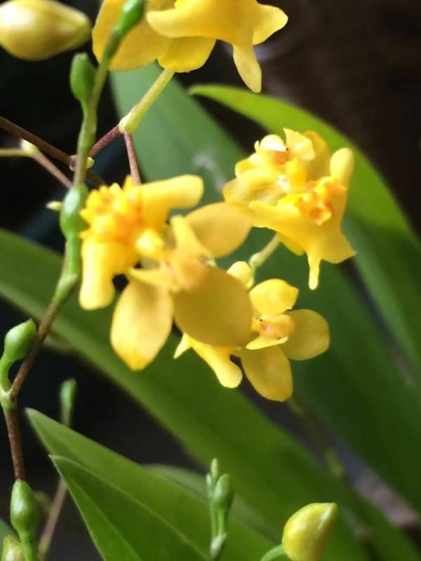 6 orquidea oncidium twinkle amarela Pinterest