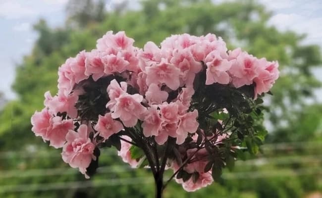 7 flor azaleia feng shui Pinterest