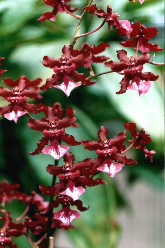 7 orquidea chocolate pequena Orchideen Wichmann