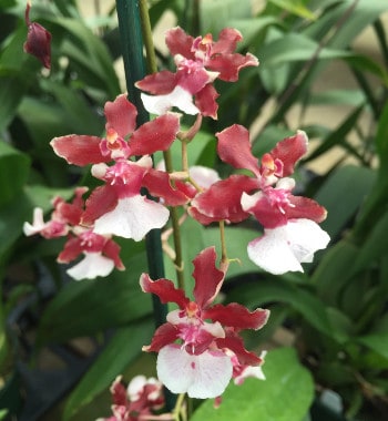 8 especie de orquidea Orchids By Hausermann