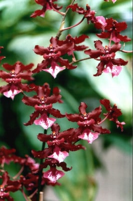 8 especie orquidea oncidium sharry baby Orchideen Wichmann