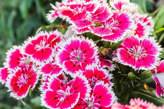 9 cores de flores de cravina Gardeners Path
