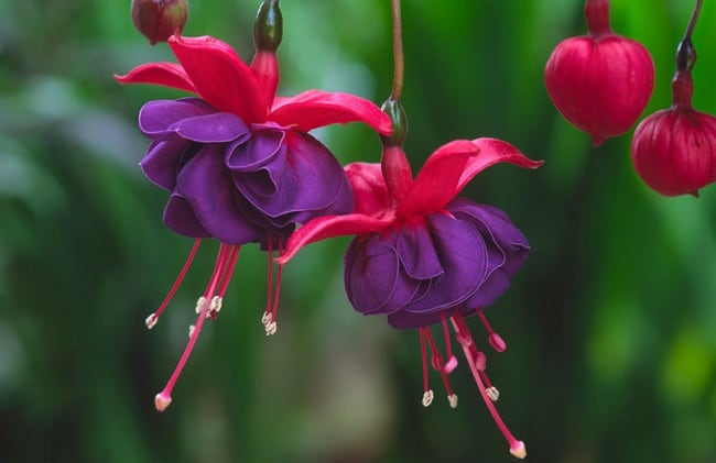 9 flor roxa de brinco de princesa Gardenia