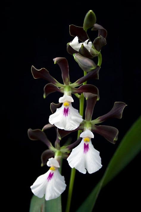 Encyclia linda orquidea
