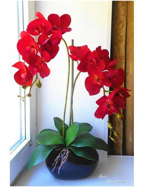 orquídea vermelha
