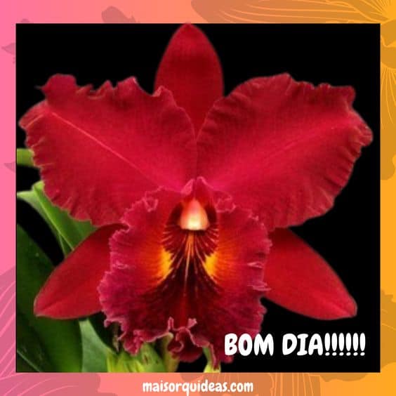 orquídea vermelha