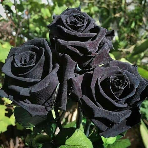 bela rosa negra