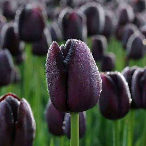 bela tulipa negra