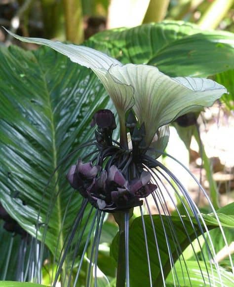 linda orquidea