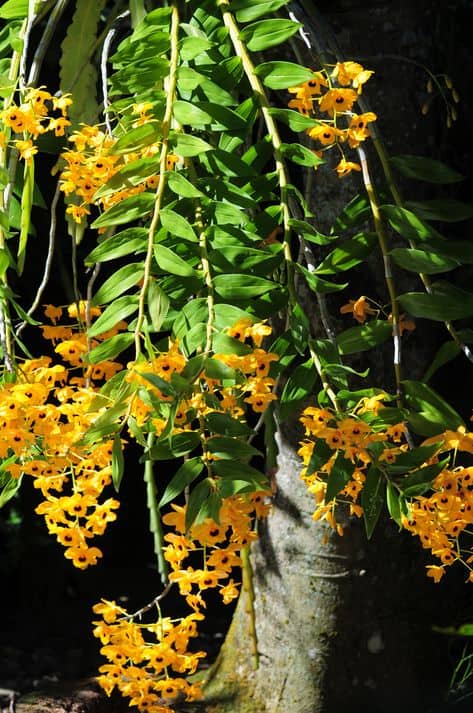 orquidea do mato amarela linda