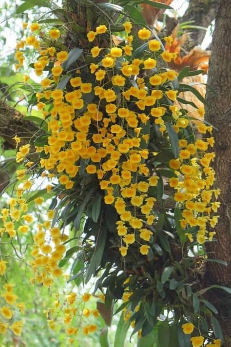 orquidea do mato amarela