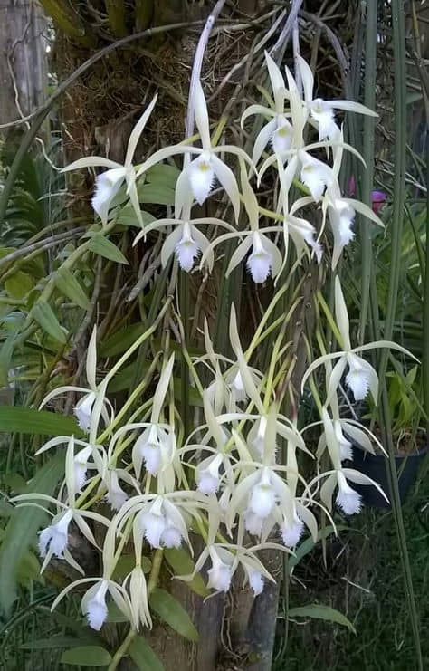 orquidea do mato branca