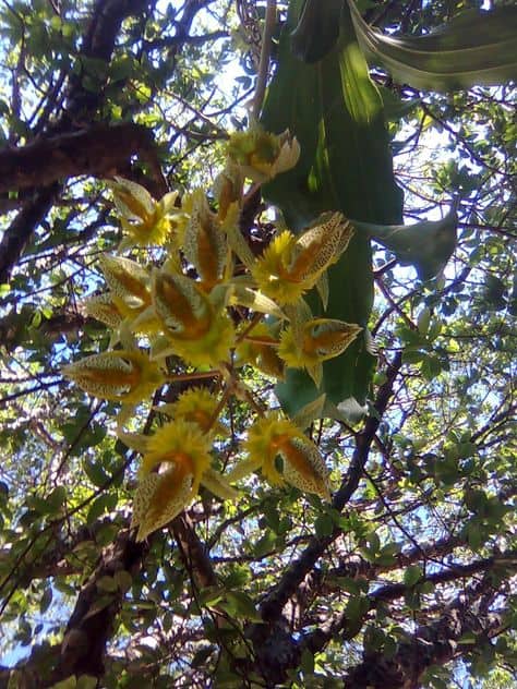 orquidea do mato em arvores