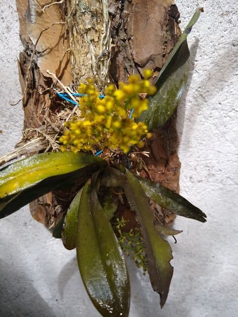 orquidea do mato em tronco