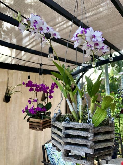 orquidea do mato em vaso