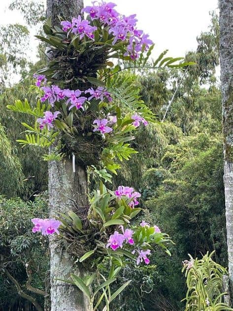 orquidea do mato epifita