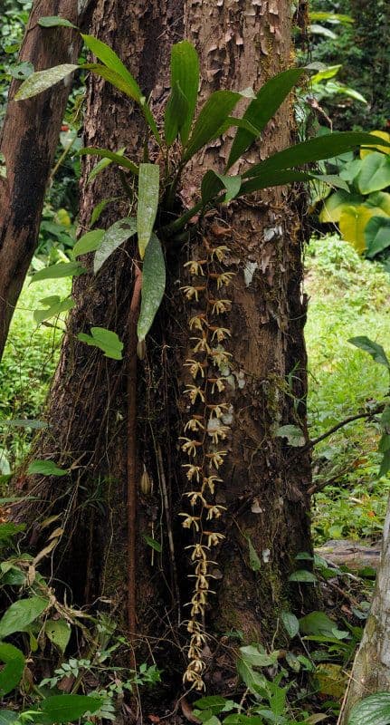 orquidea do mato ideias