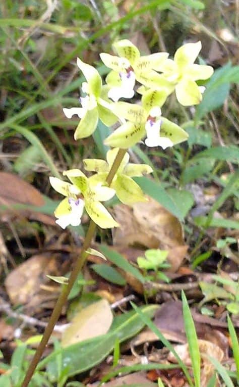 orquidea do mato terreste