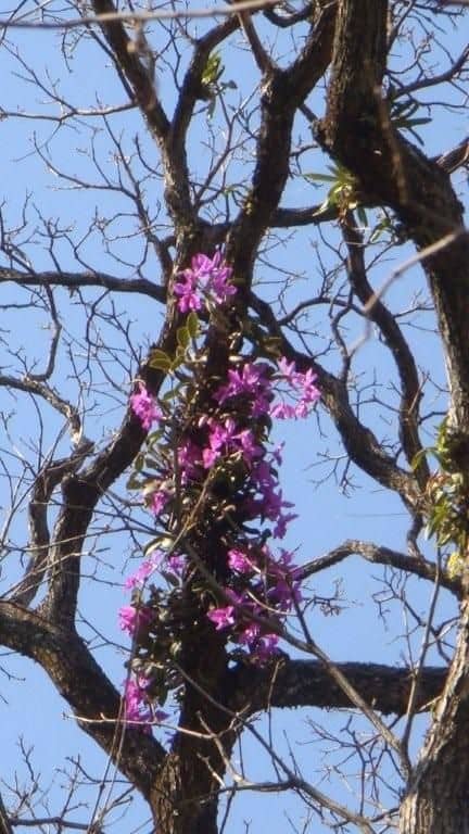 orquidea em tronco