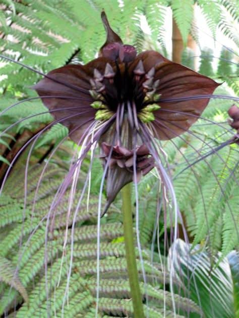 orquidea preta