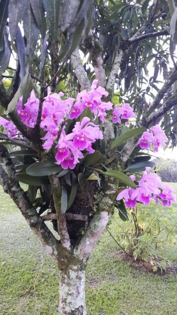 orquidea rosa do mato