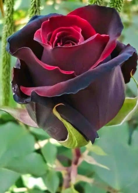 rosa preta
