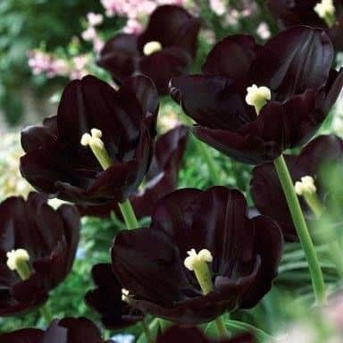 tulipa negra