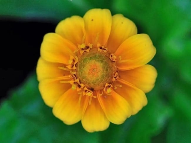1 flor de coloracao amarela HomeIT