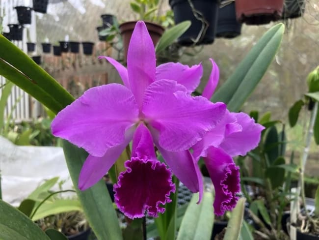 1 orquidea roxa Cattleya labiata Orquivitro