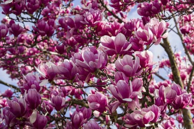 10 arvore de magnolias Southern Living