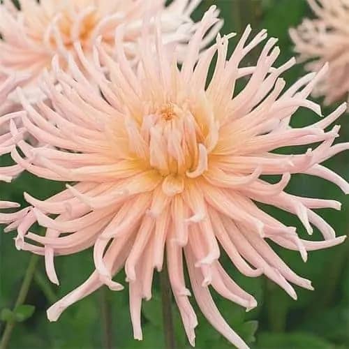 10 flor delicada de dalia Fleur Farm