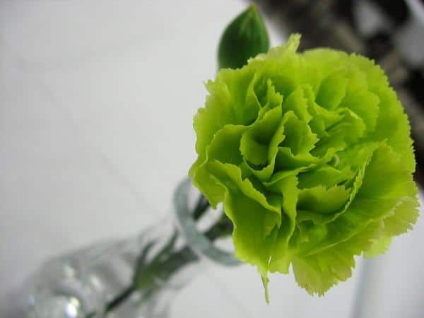10 flor verde de cravo Ecologia Verde