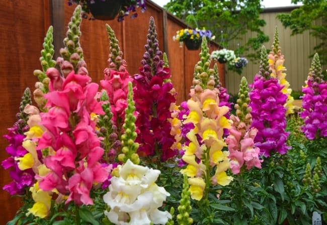 10 flores coloridas de boca de leao Garden Center Marketing