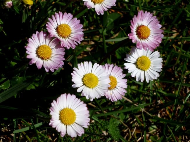 10 flores de bobina Pinterest