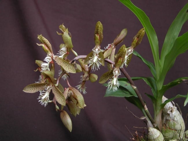 10 flores de orquidea Catasetum barbatum Pinterest