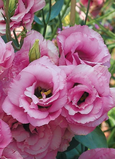 10 lisianto cor de rosa Garden Gate Magazine