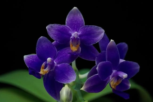 10 orquidea phalaenopsis roxo escuro HomeIT