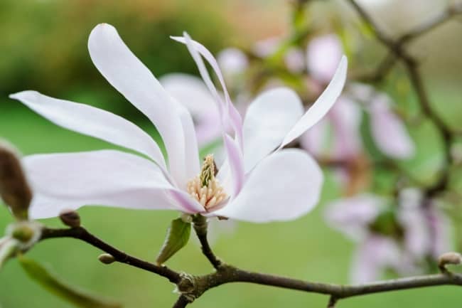 11 flor de magnolia Gardeners World