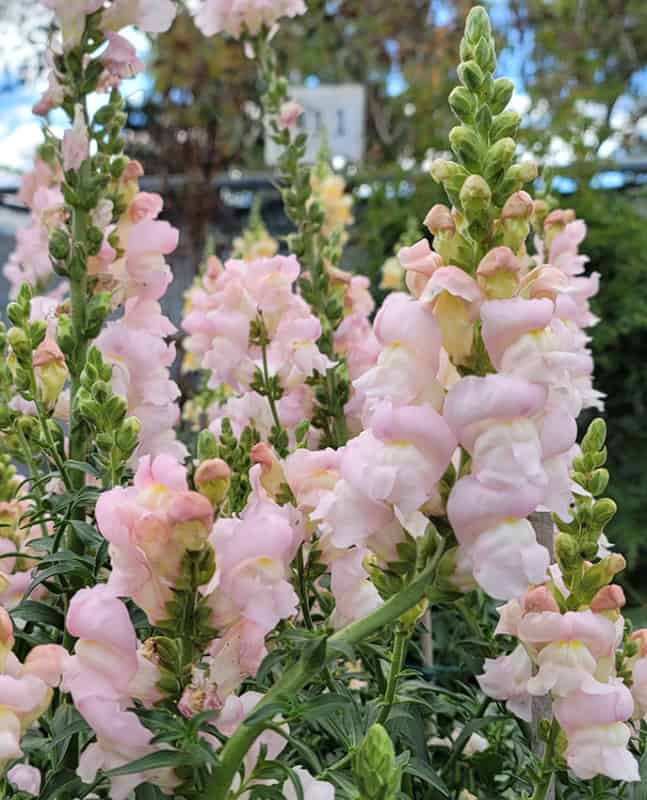 11 flor rosa claro de boca de leao Annies Annuals