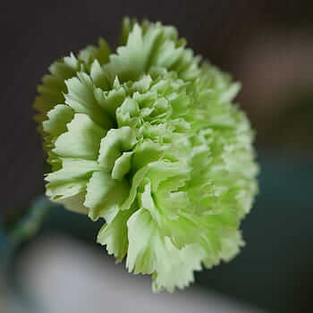 11 flor verde claro La Regadera Verde