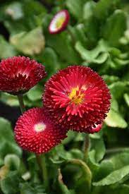 11 flores vermelhas de bobina Stauffers Of Kissel Hill
