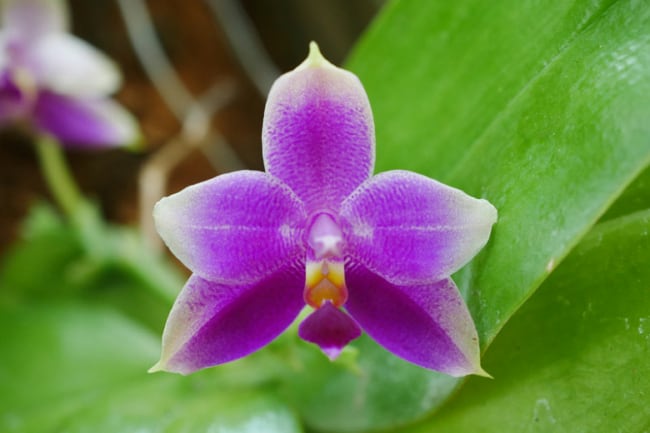 11 orquidea Phalaenopsis violacea roxa Gardenia