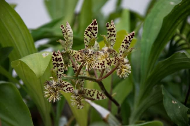 11 tipo de orquidea Catasetum barbatum Encyclopedia of Life