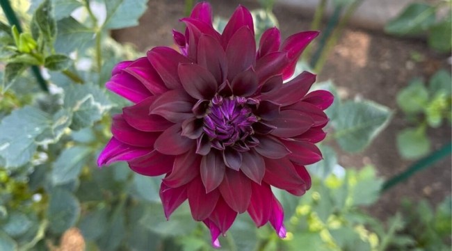 12 flor roxa de dalia All About Gardening