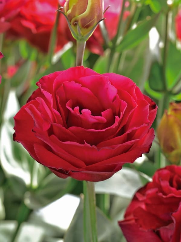 12 flor vermelha de lisianto American Takii