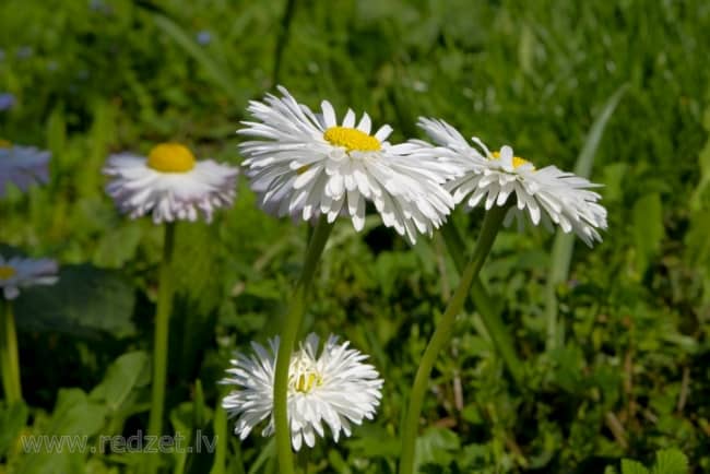 12 flores brancas e delicadas Redzet